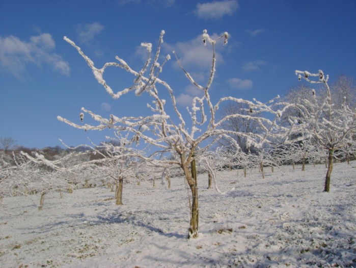 Holunder mit Raureif im Winter