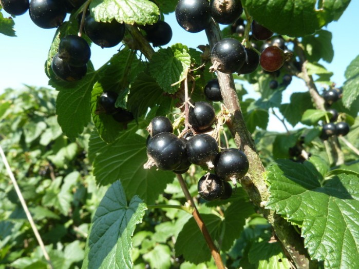 reife schwarze Johannisbeere zur Ernte, ribes nigrum