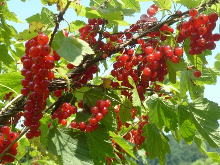 reife rote Johannisbeere zur Ernte, ribes rubrum