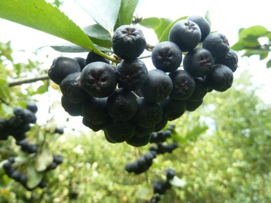 reife Aronia Aroniabeere zur Ernte melanocarpa