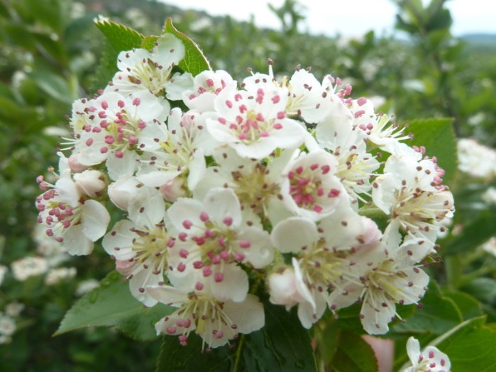 Aronia Aroniabeere zur Blüte melanocarpa