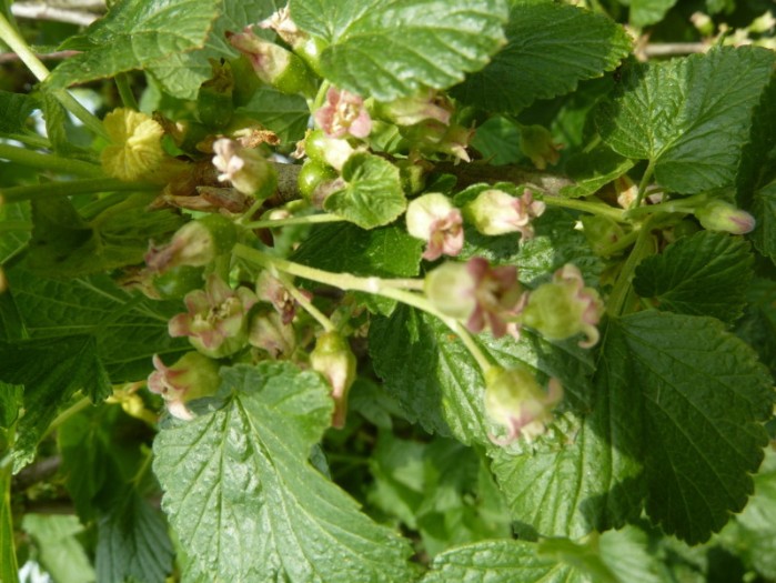 schwarze Johannisbeere zur Blüte, ribes nigrum