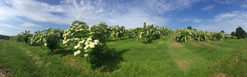 20180519-August-Wohlkinger-Sambucus-Nigra-flowering-elderberry-elder-bluehender-Holunder-Bluete-IMG-9331-pan -800x600