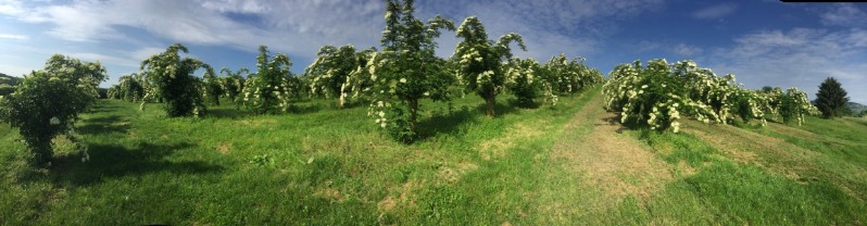 20180519-August-Wohlkinger-Sambucus-Nigra-flowering-elderberry-elder-bluehender-Holunder-Bluete-IMG-9332-pan -800x600