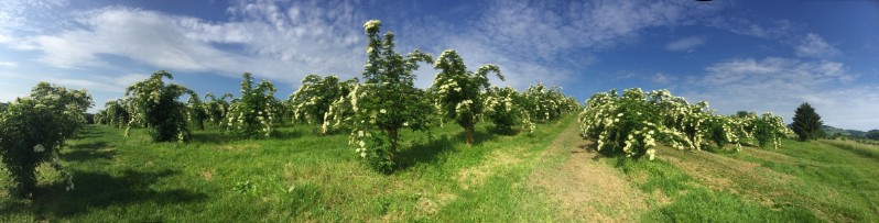 20180519-August-Wohlkinger-Sambucus-Nigra-flowering-elderberry-elder-bluehender-Holunder-Bluete-IMG-9333-pan -800x600