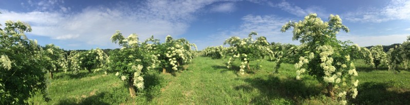 20180519-August-Wohlkinger-Sambucus-Nigra-flowering-elderberry-elder-bluehender-Holunder-Bluete-IMG-9346-pan -800x600