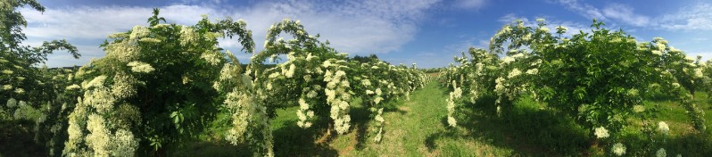 20180519-August-Wohlkinger-Sambucus-Nigra-flowering-elderberry-elder-bluehender-Holunder-Bluete-IMG-9347-pan -800x600