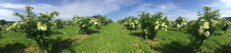 20180519-August-Wohlkinger-Sambucus-Nigra-flowering-elderberry-elder-bluehender-Holunder-Bluete-IMG-9366-pan -800x600