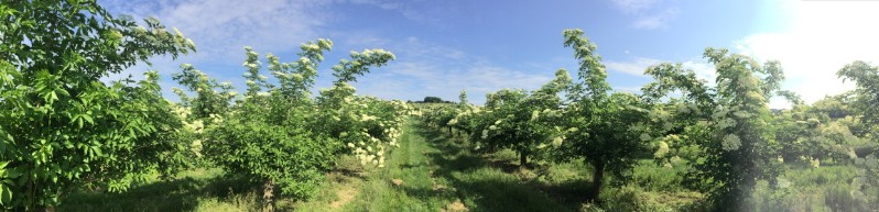 20180519-August-Wohlkinger-Sambucus-Nigra-flowering-elderberry-elder-bluehender-Holunder-Bluete-IMG-9381-pan -800x600