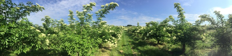 20180519-August-Wohlkinger-Sambucus-Nigra-flowering-elderberry-elder-bluehender-Holunder-Bluete-IMG-9382-pan -800x600