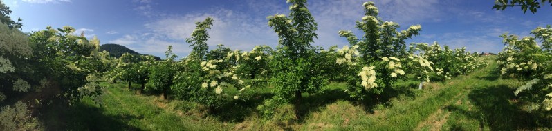 20180519-August-Wohlkinger-Sambucus-Nigra-flowering-elderberry-elder-bluehender-Holunder-Bluete-IMG-9383-pan -800x600