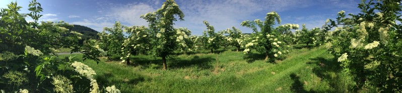 20180519-August-Wohlkinger-Sambucus-Nigra-flowering-elderberry-elder-bluehender-Holunder-Bluete-IMG-9384-pan -800x600