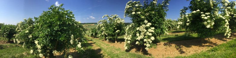 20180519-August-Wohlkinger-Sambucus-Nigra-flowering-elderberry-elder-bluehender-Holunder-Bluete-IMG-9426-pan -800x600