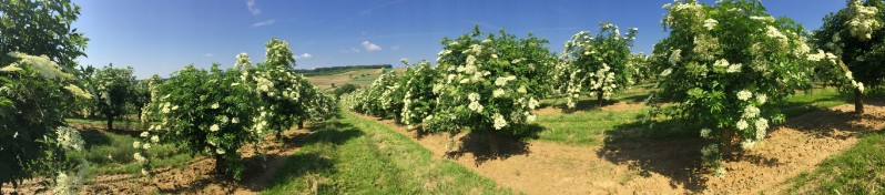 20180519-August-Wohlkinger-Sambucus-Nigra-flowering-elderberry-elder-bluehender-Holunder-Bluete-IMG-9427-pan -800x600