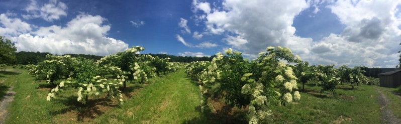 20190601-Sankt-Anna-am-Aigen-bluehender-schwarzer-Holunder-sambucus-nigra-flowering-elderberry-IMG-2412-800x600