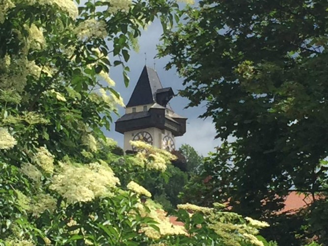 Blühender Holunder in Graz Uhrturm