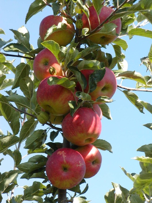 reifer Apfel zur Ernte ( malus)