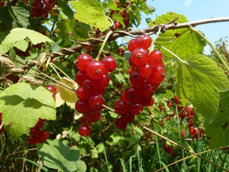 Ernte rote Johannisbeere