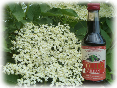 Holler Vulkan Blühender Holunder sambucus