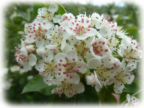 Aroniabeere melanocarpa schwarze Apfelbeere Blüte