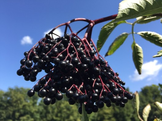 reifer Holunder zur Erntezeit ( sambucus nigra )