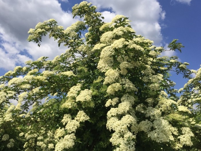 Holunder in Vollblüte sambucus