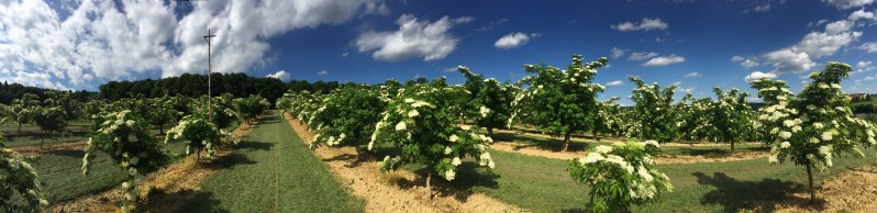 Blühender Holunder Blüte - Panorama