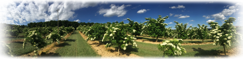 Sambucus-Nigra-flowering-elderberry-bluehender-Holunder-Bluete-IMG-0702_Pano