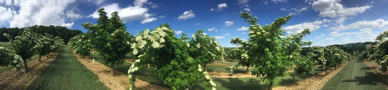 Sambucus-Nigra-flowering-elderberry-bluehender-Holunder-Bluete-IMG-0704_Pano