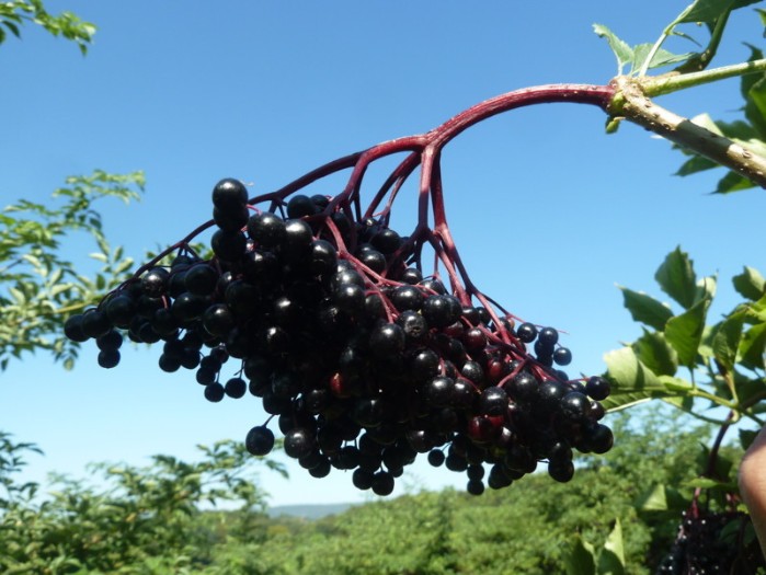 Holunder zur Ernte sambucus