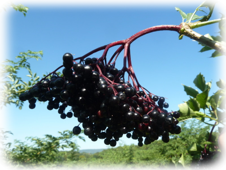 Reifer Holunder Ernte sambucus